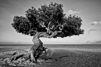Divi-Divi