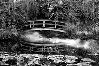 The Water Lily Pond