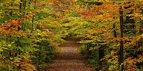 Fall Foilage in PA